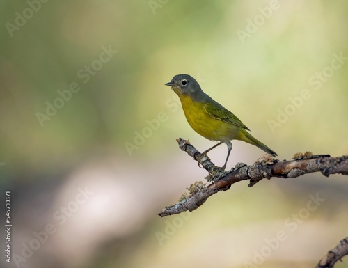 Macro of a Nashville Warbler on a tree branch
