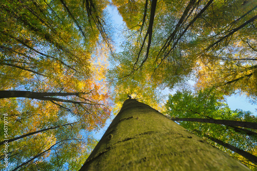 Foto Fall autumn treetops upward view from a ground