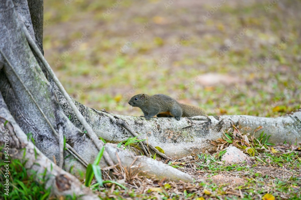 Selective focus shot of a furry squirrel walking on tree roots outdoor Selective focus shot of a furry squirrel walking on tree roots outdoor