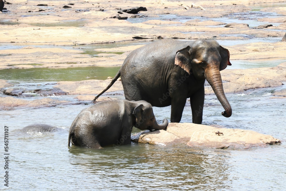 Baby and a big elephants drinking water from a pond under the bright sunlight