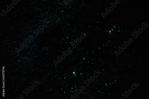 Glow Worm Dell at Hokitika, New Zealand photo