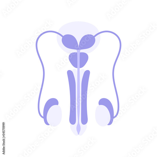 Image of Male reproductive system. Minimalistic flat illustration