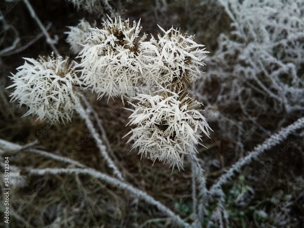 Thistle in snow, frost on the plant. Winter season hoarfrost and chill Thistle in snow, frost on the plant. Winter season hoarfrost and chill