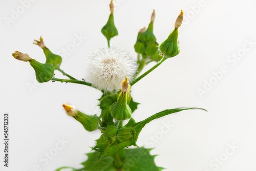 close-up of a Sonchus oleraceus L. plant isolated on white background photo