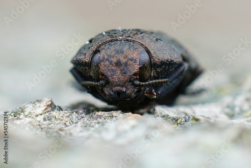 Frontal closeup on one of the larger brown jewel beetles from the Gard, Capnodis tenebricosa photo