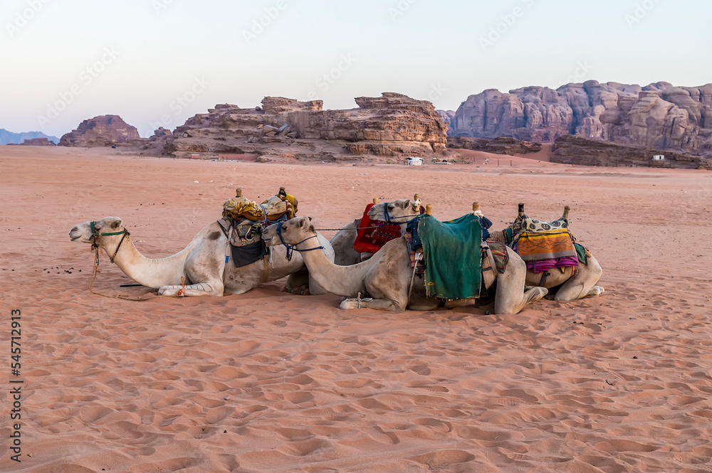 Fototapeta premium A view of camels in the early morning light at sunrise in the desert landscape in Wadi Rum, Jordan in summertime