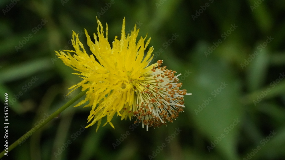 close up of Mimosa invisa | Flower, Mimosa, Yellow, Water, Sensitive, Plant close up of Mimosa invisa | Flower, Mimosa, Yellow, Water, Sensitive, Plant