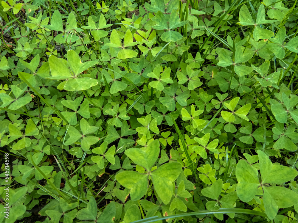 Green wild plants Green wild plants