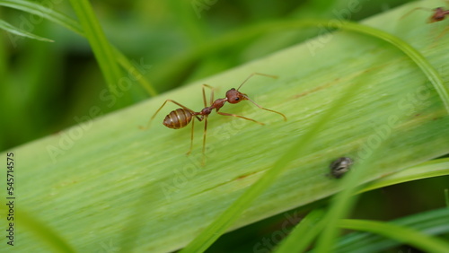 colsed of ants on a leaf | ant | oecophylla smaragdina | Macro