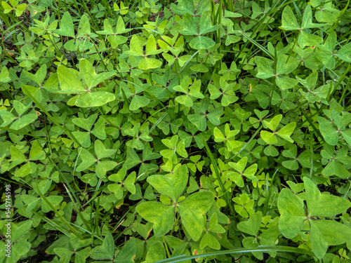 Green wild plants