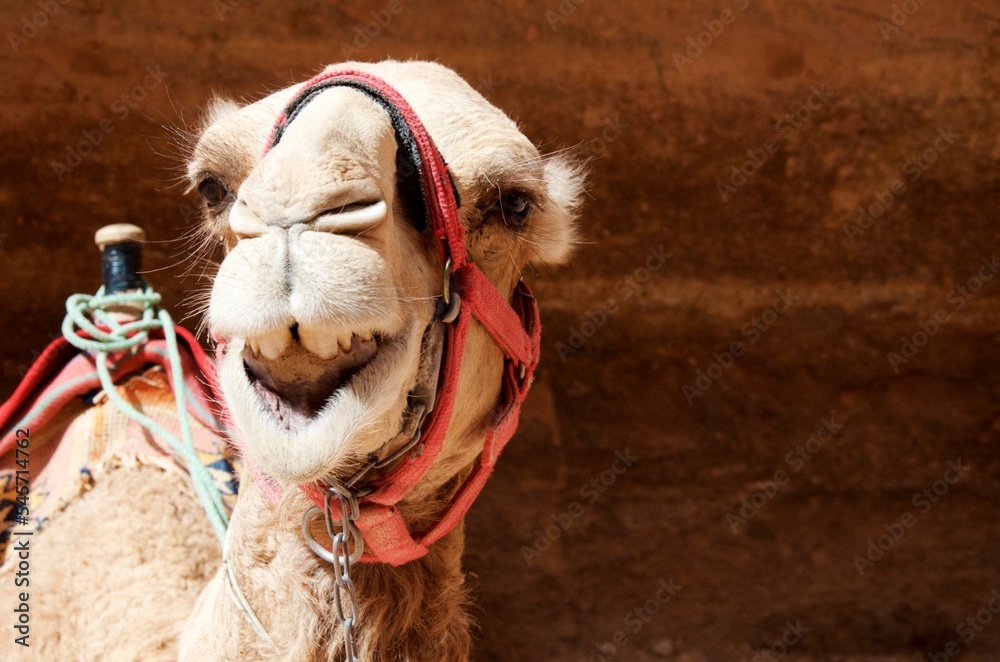 Obraz premium Closeup portrait of Dromedary camel with open mouth and red bridle tied to a pole in the desert