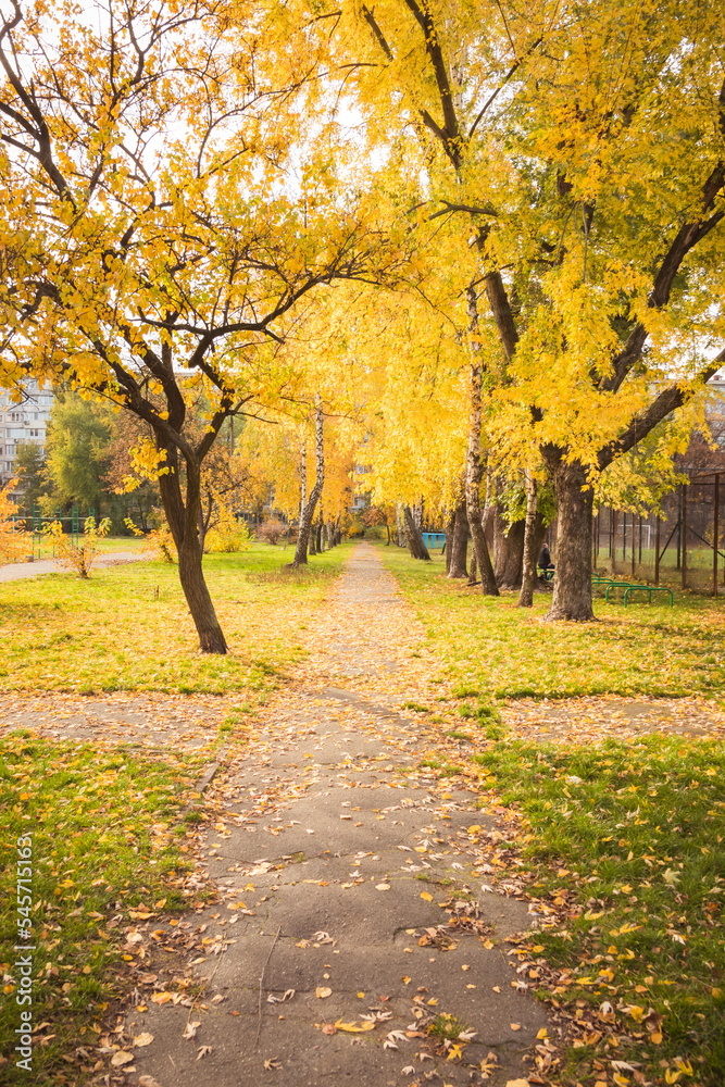 Alley strewn with yellow leaves in the city. Empty alley covered with fallen leaves in autumn park. Morning landscape in a city park without people. Gold autumn