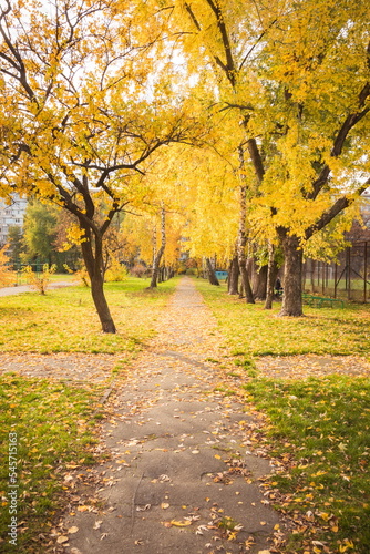 Alley strewn with yellow leaves in the city. Empty alley covered with fallen leaves in autumn park. Morning landscape in a city park without people. Gold autumn