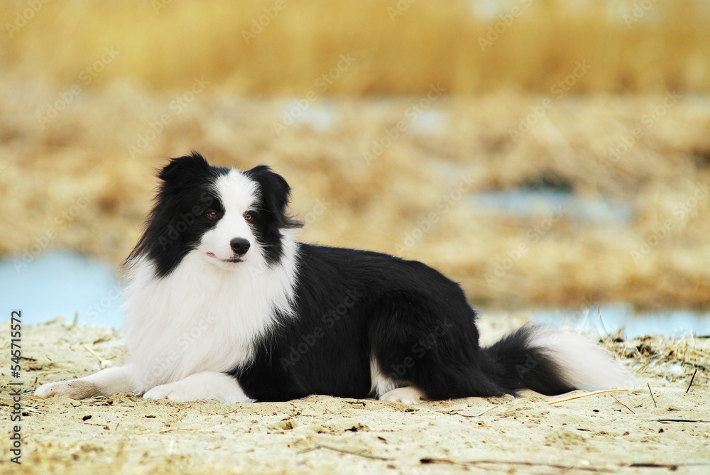 Border Collie in Golden Wood