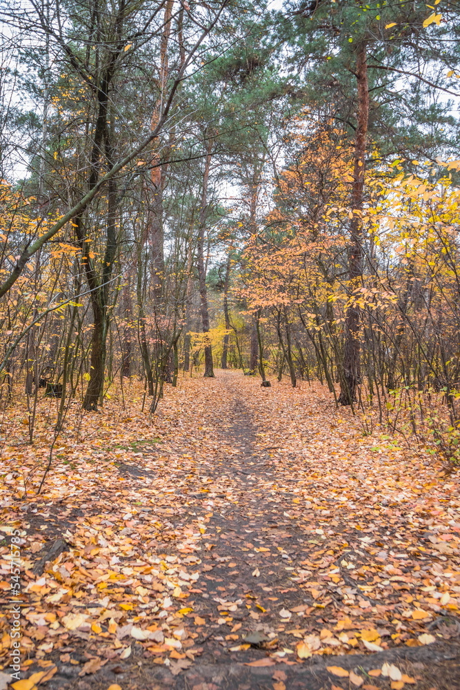 Autumn forest scenery with road of fall leaves. Footpath in scene autumn forest nature. Cloudy october day in colorful forest, maple, birch and oak autumn leafs on the road