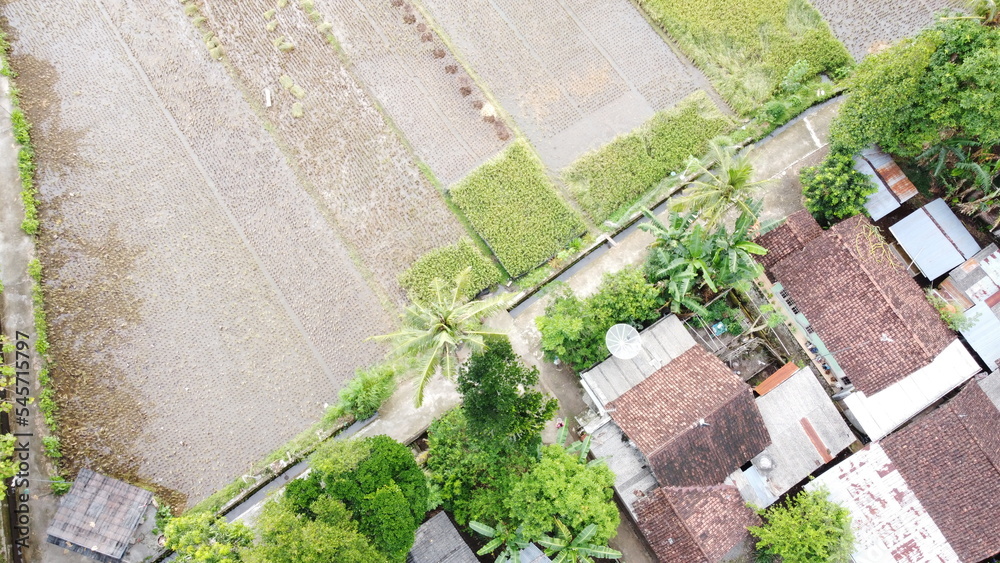 Aerial photo of rice fields and adjoining settlements. drone photo diagonal rice field