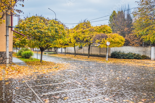 Fototapeta Naklejka Na Ścianę i Meble -  Pavement road in a small cozy town in autumn after rain. Yellow leaves and trees in autumn. Picturesque European street in a small town with beautiful old houses and paving stones. Mukachevo. Ukraine.
