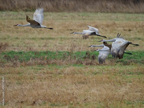 Closeup shot of sandhill cranes flying in Indiana, USA