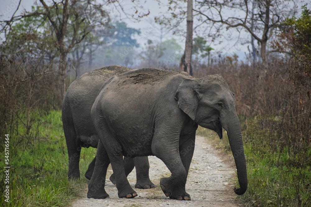 Beautiful shot of gray elephants walking around on a trail in a park