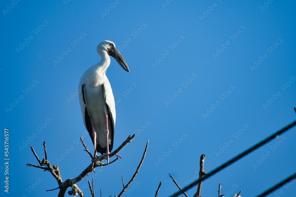 Low angle shot of an Asian openbill bird perched on a branch in a blue sky Low angle shot of an Asian openbill bird perched on a branch in a blue sky
