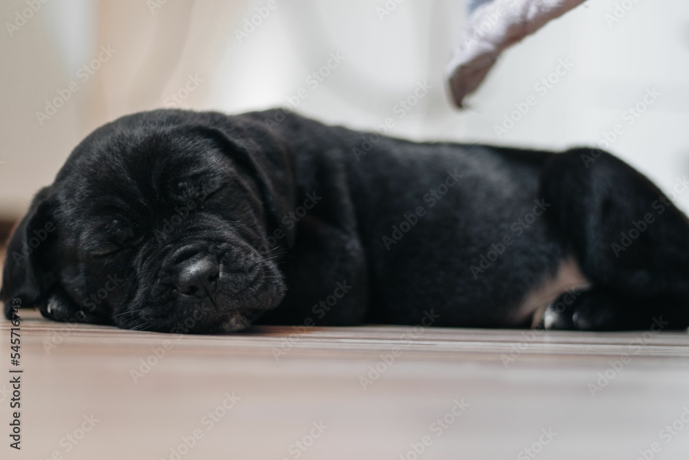 Black Cane Corso puppy sleeping on the floor Black Cane Corso puppy sleeping on the floor