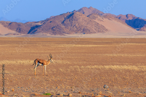 Springbok  medium-size antelope in the southern part of the Namib Desert  Namibia.