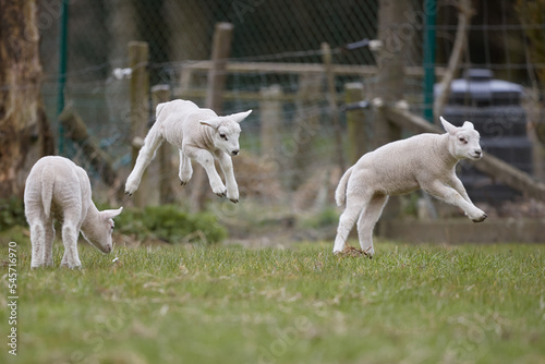 Newborn lambs jump in the meadow full of joy