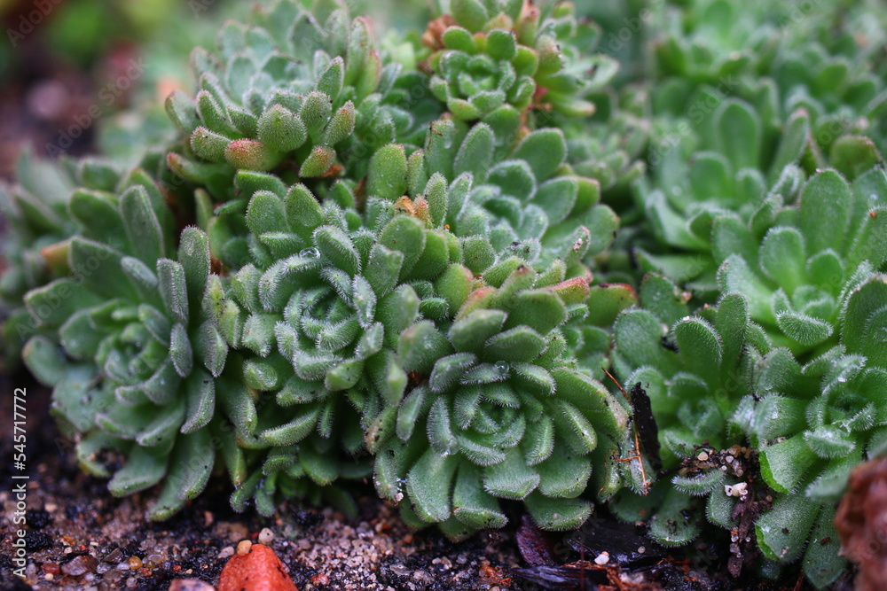 Rosularia chrysantha Rozularia złocista Rosularia chrysantha Rozularia złocista