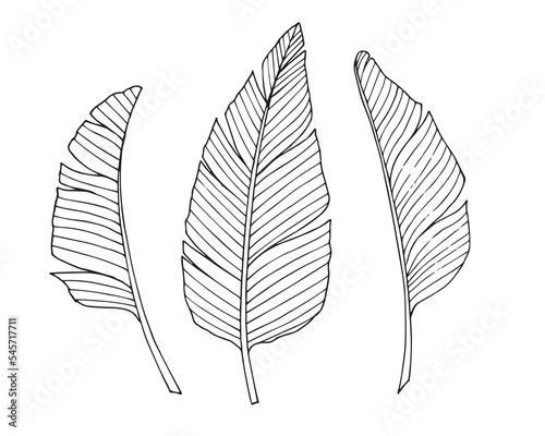 Set of Palm Leaves in line art style. Vector hand drawn illustration with branches of tropical tree. Sketch with exotic Leaf in black and white colors on isolated background. Silhouette of plant.