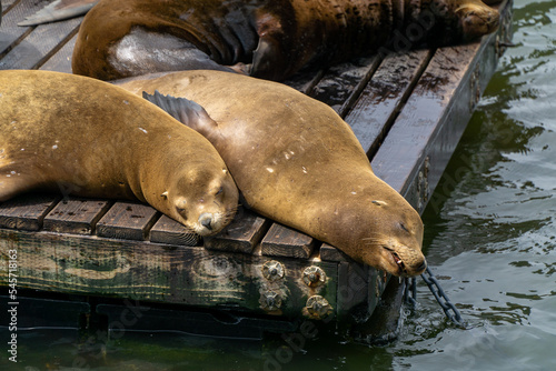 Sea lions having a good deep sleep at Pier 39, San Francisco, USA