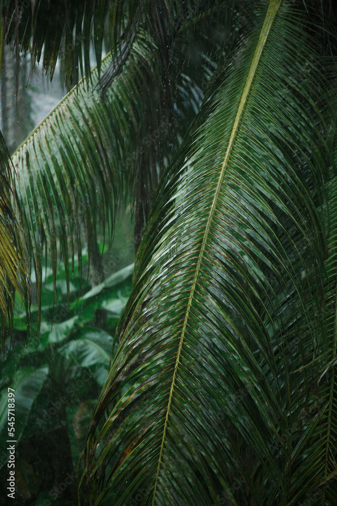 Coconut palm branches and leaves after the rain.