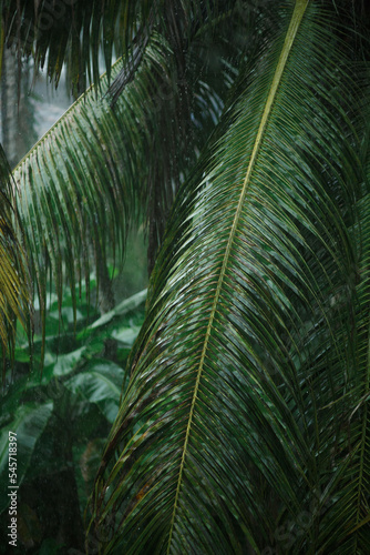 Coconut palm branches and leaves after the rain.