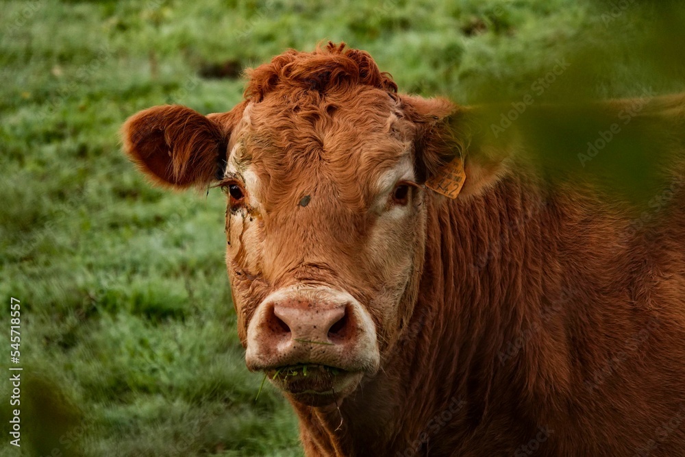 Closeup shot of a brown Limousin cattle goat on a grass field Closeup shot of a brown Limousin cattle goat on a grass field