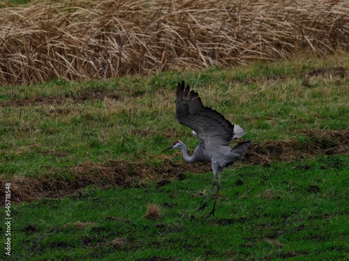 Closeup shot of a Sarus crane bird on a green grass field photo