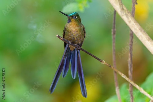 Fotografie Closeup shot of a Violet-tailed sylph on a wooden tree branch with green leaves