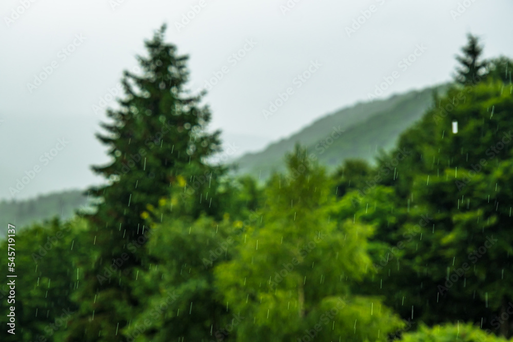 rain in nature focus on the drops rain in nature focus on the drops