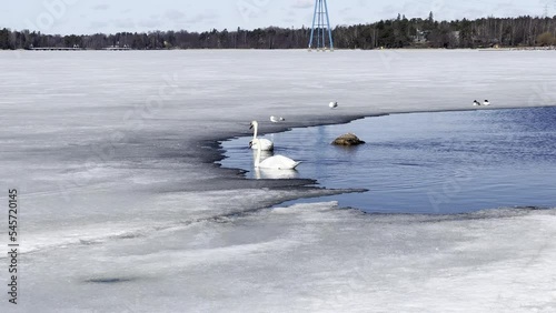 Swans in river partly frozen