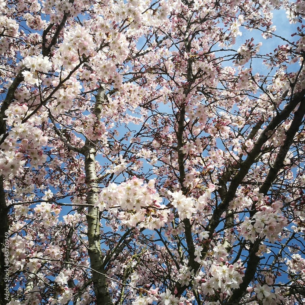 Closeup of cherry blossom flowers on a blue sky background Closeup of cherry blossom flowers on a blue sky background