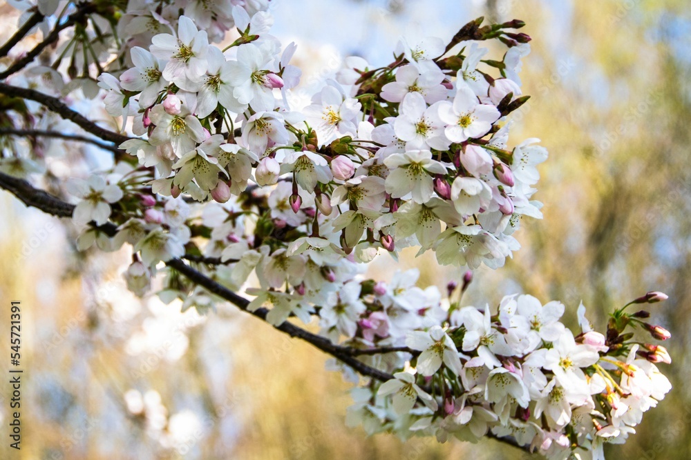 Closeup of beautiful white cherry blossoms blooming in spring under a bright blue sky. Closeup of beautiful white cherry blossoms blooming in spring under a bright blue sky.