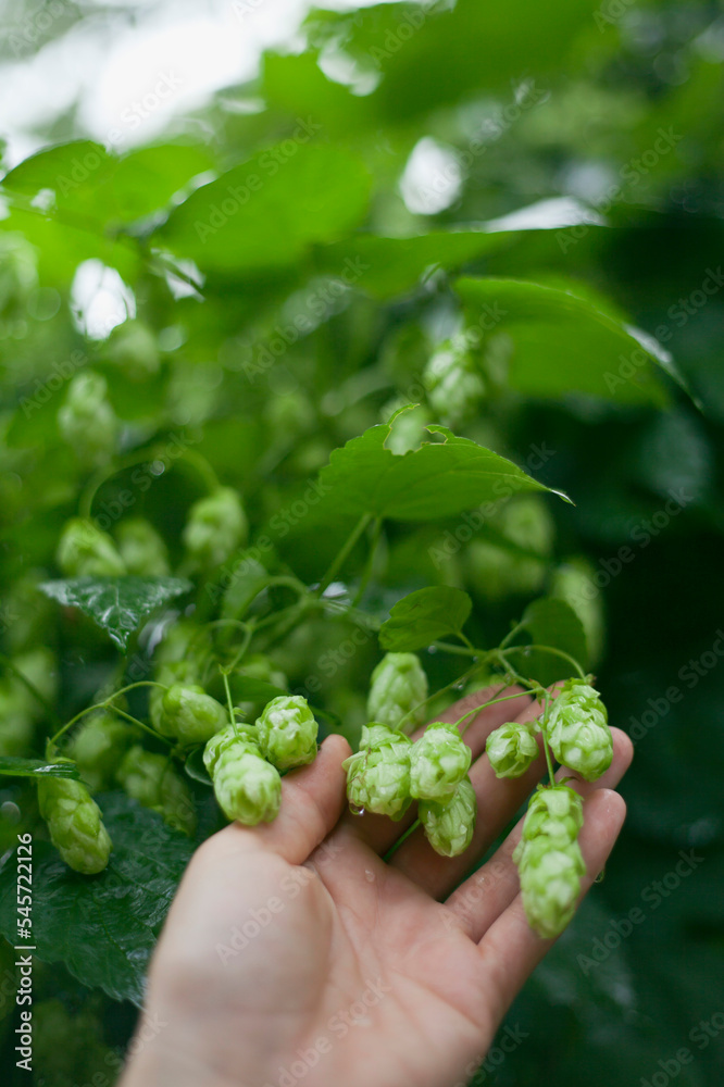 Green hop cones - Humulus Lupus - collected in the vegetable and medicinal garden - an important ingredient of craft beer production. Green hop cones - Humulus Lupus - collected in the vegetable and medicinal garden - an important ingredient of craft beer production.
