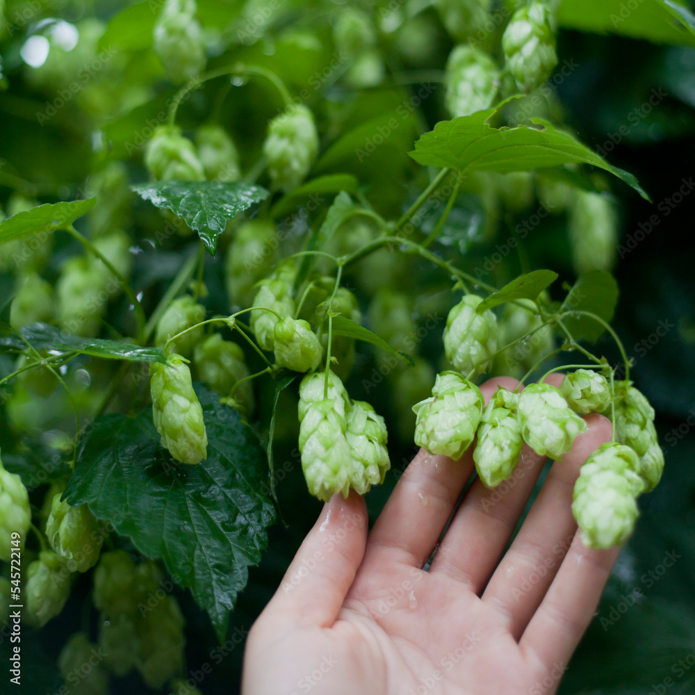Green hop cones  -  Humulus Lupus  - collected in the vegetable and medicinal garden - an important ingredient of craft beer production.