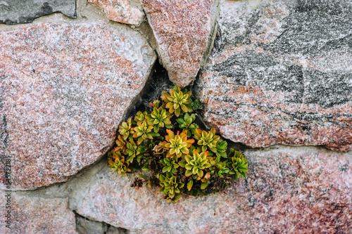 Green stonecrop plants grow, sprout against the background of stones in the garden. Photography of nature. photo