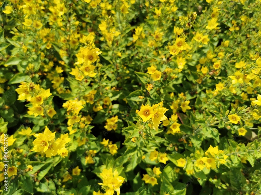 Closeup of large yellow loosestrife in daylight Closeup of large yellow loosestrife in daylight