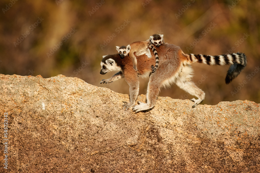 Ring-tailed lemur, Lemur catta, female with two babies on her back, walking on the edge of a granite rock, blurred background, illuminated by the morning sun. Wildlife of the Madagascar concept. 