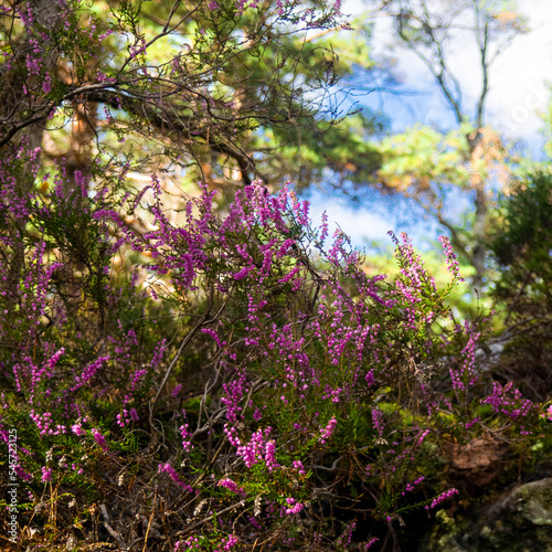 Autumn flowers in Fontainebleau
