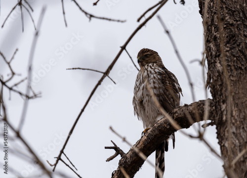 Coopers Hawk perched in a tree