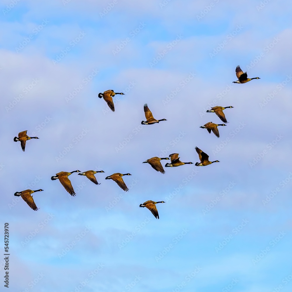 Flock of Canadian geese flying in a bright blue sunset sky Flock of Canadian geese flying in a bright blue sunset sky
