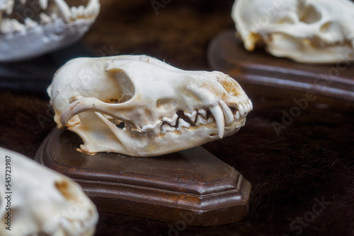 Skull of animal or dinosaur with animal grin. Archaeological find. Close-up.