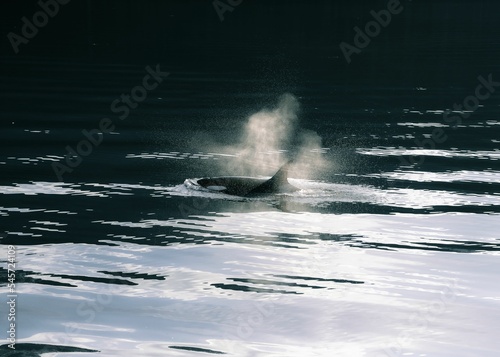 Beautiful shot of a killer orca whale sighting swimming in dark waters in Alaska