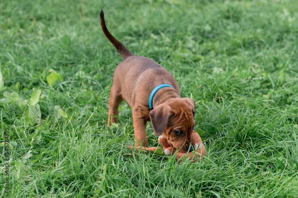Closeup of a Rhodesian Ridgeback puppy playing with a toy on the green grass Closeup of a Rhodesian Ridgeback puppy playing with a toy on the green grass